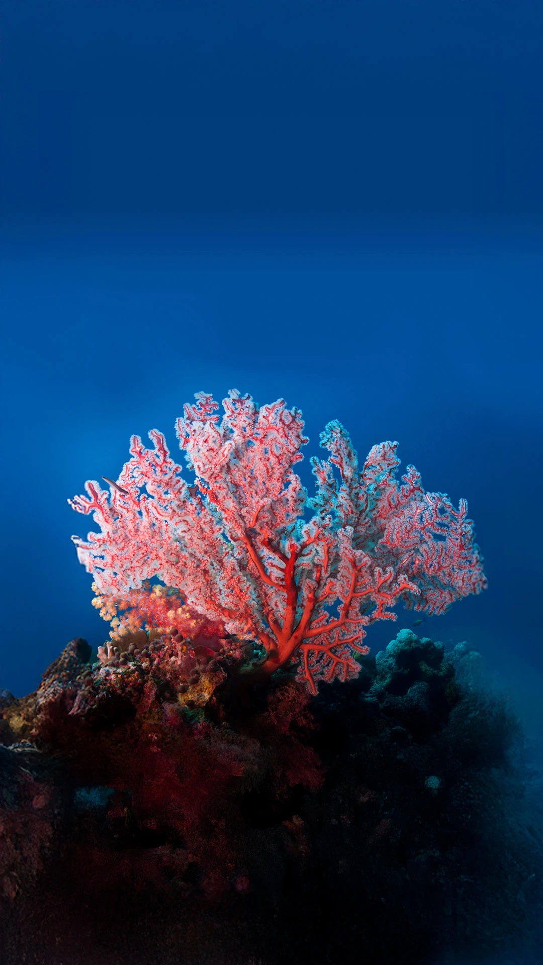 January: Corals