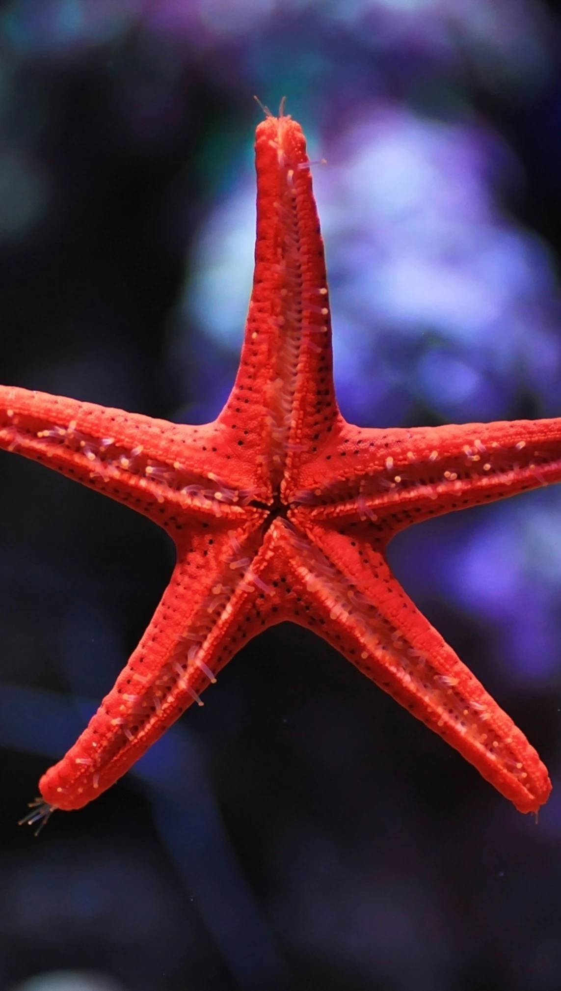 August: Invertebrates