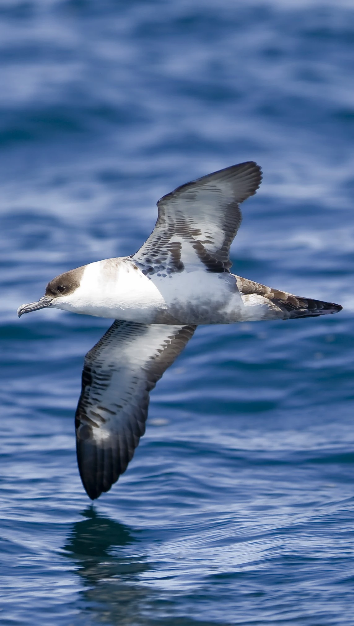 September: Seabirds
