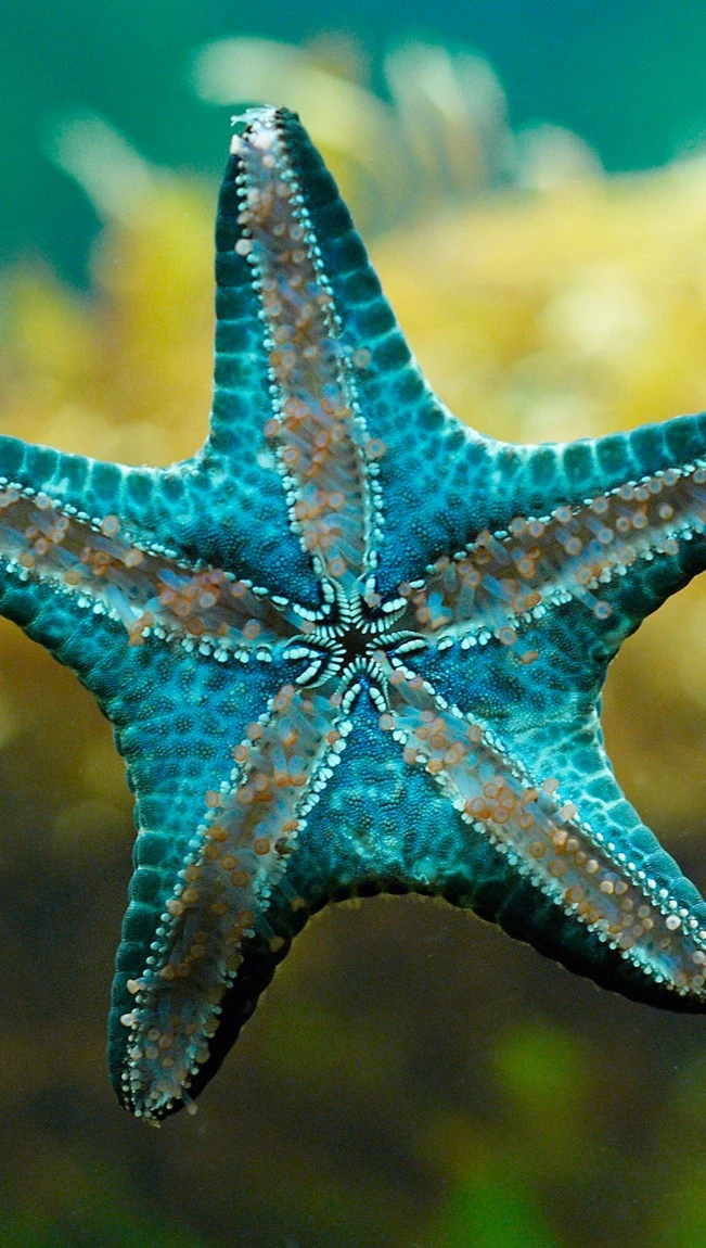 Agosto: Estrellas de Mar