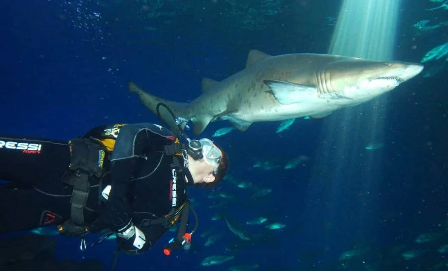 Buceo con Tiburones