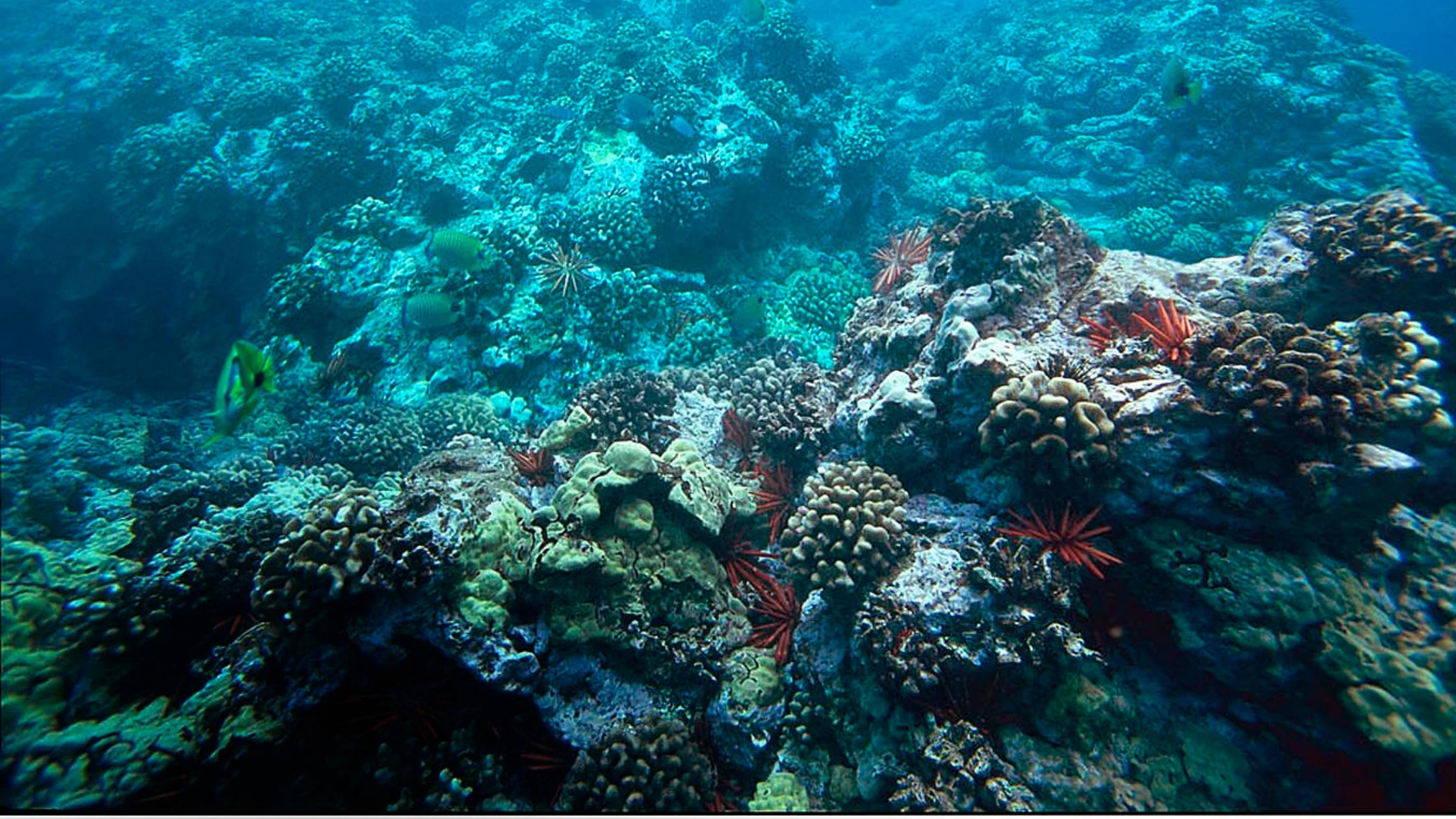 8 curiosidades del mundo marino ¿Sabias que...?