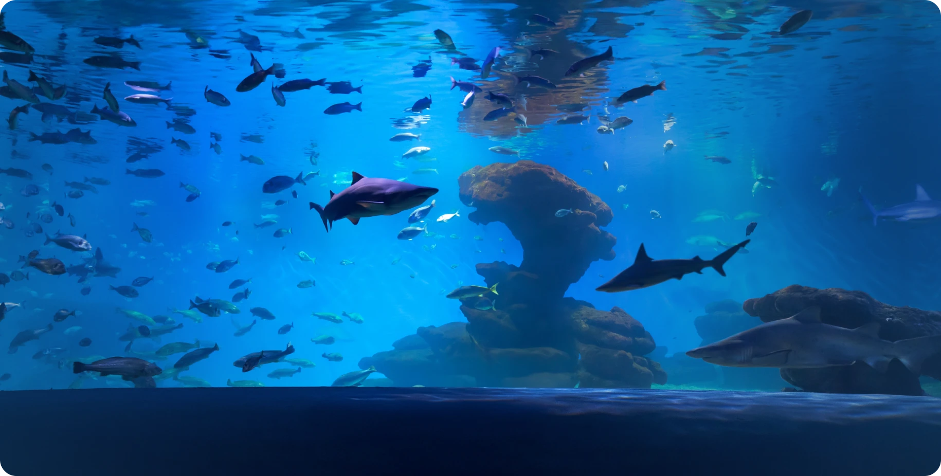 Shark Pack