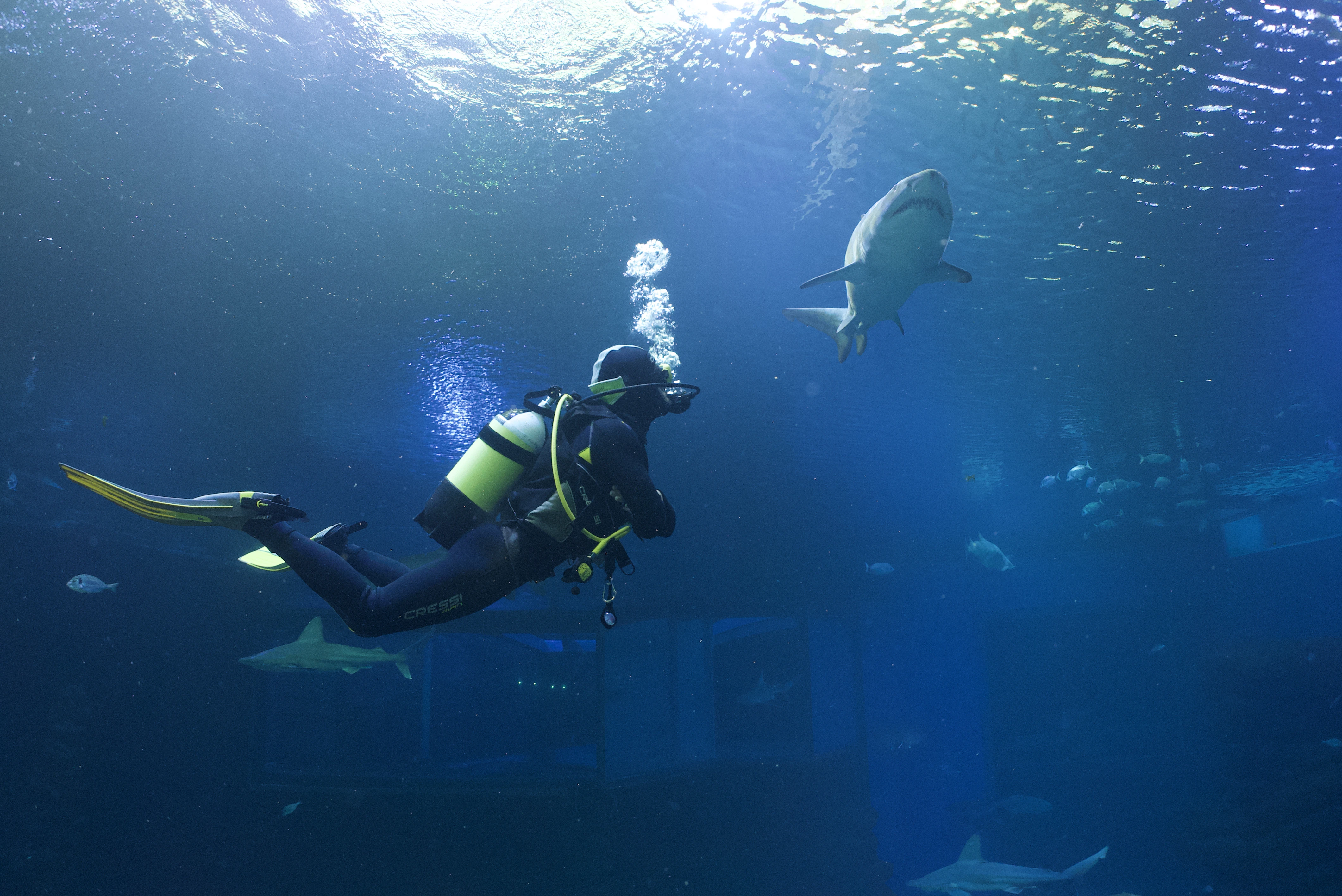 Buceo con Tiburones