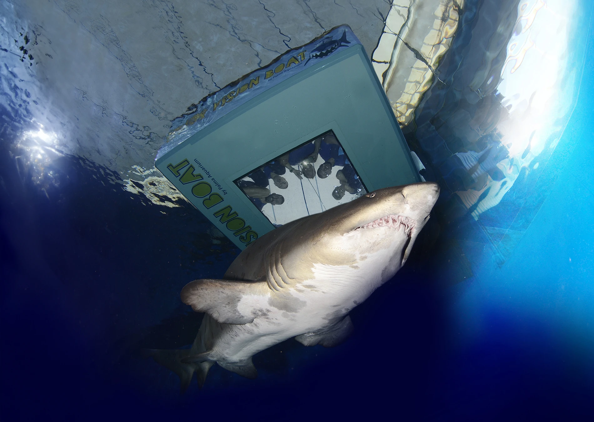 Shark Vision Boat