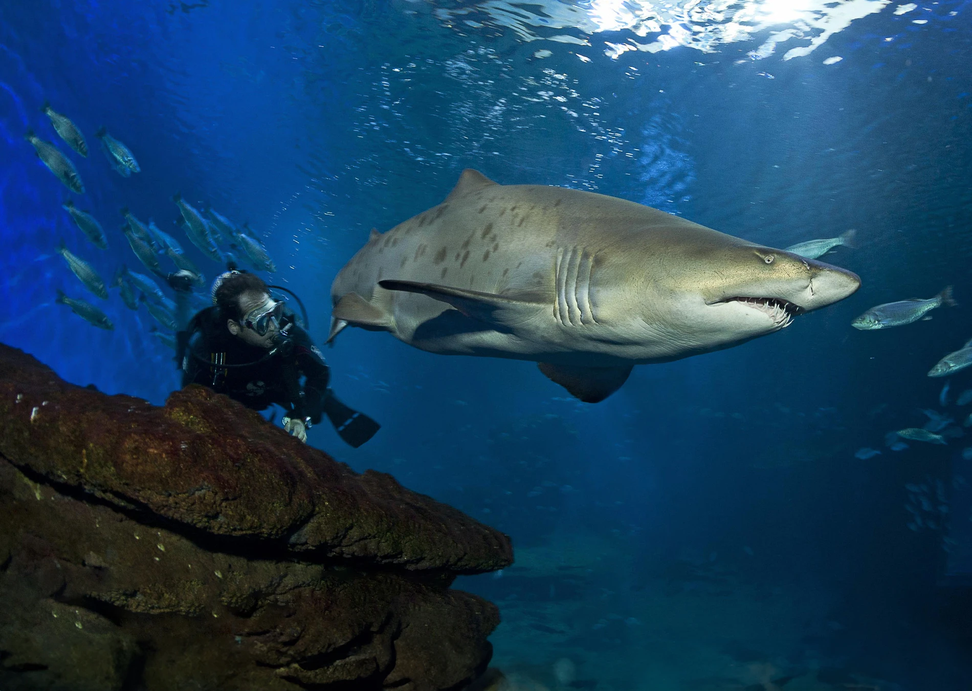 Buceo con Tiburones