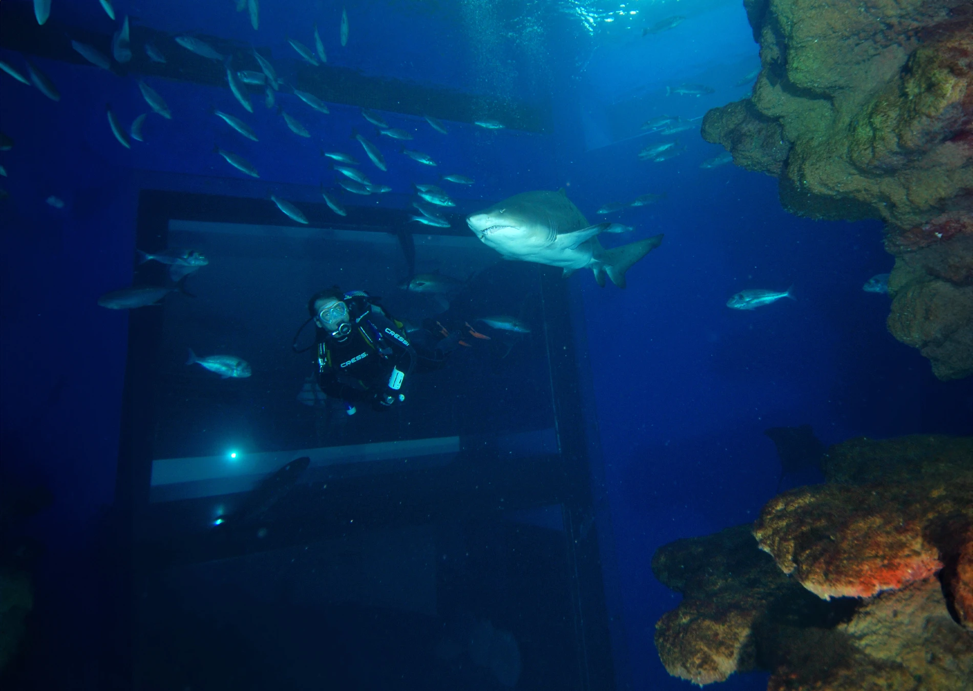 Buceo con Tiburones