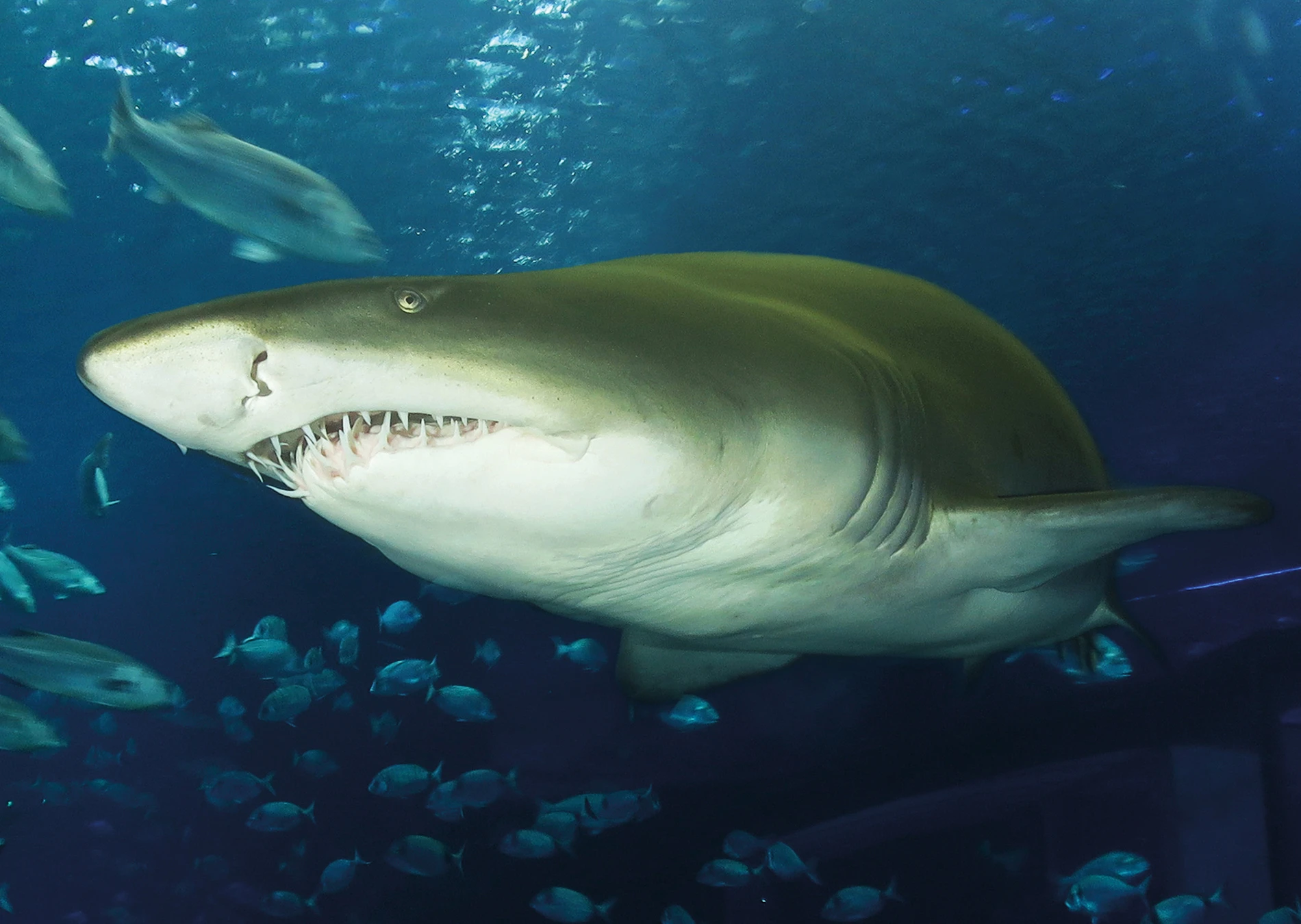 Buceo con Tiburones