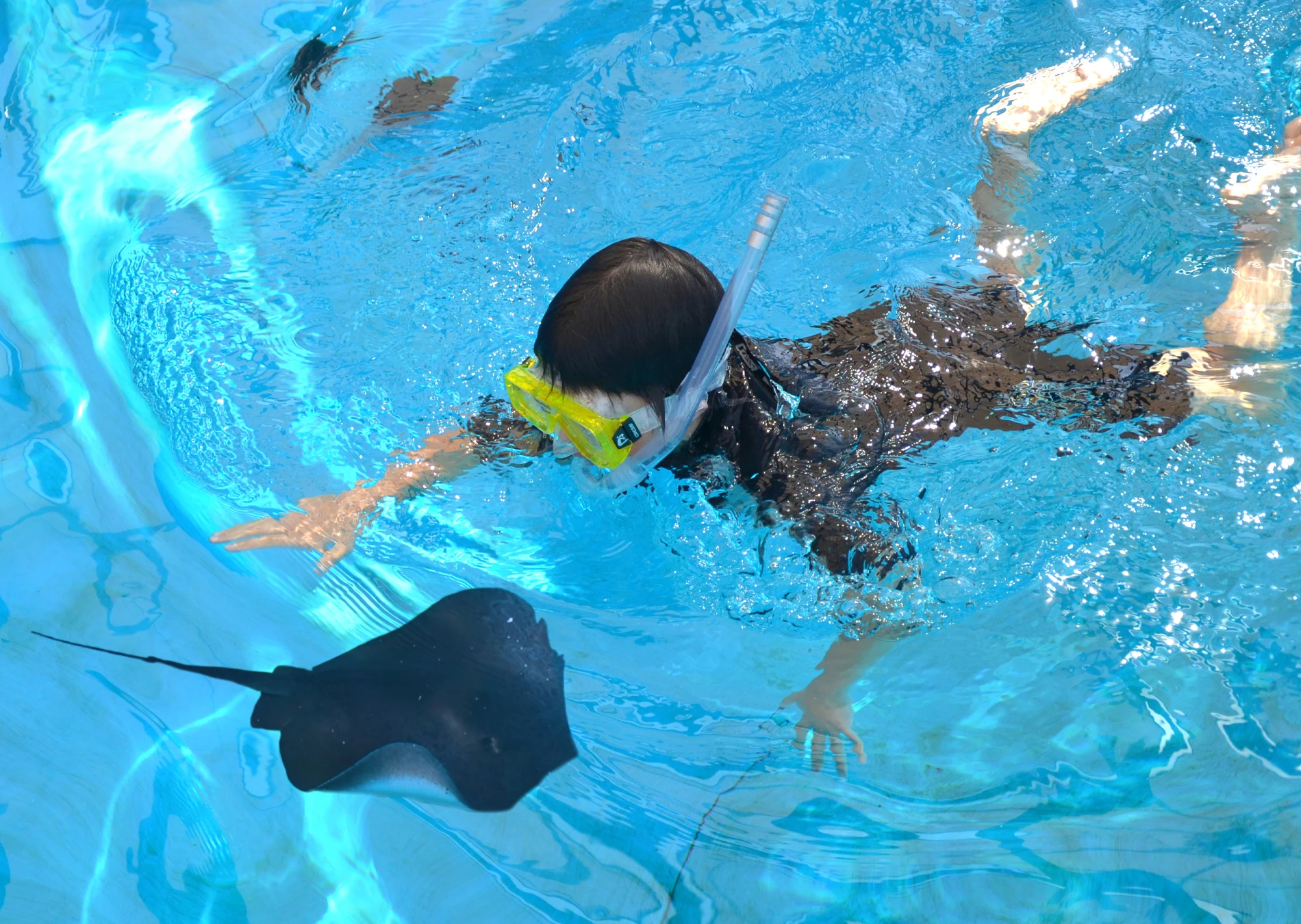 Snorkel with Stingrays