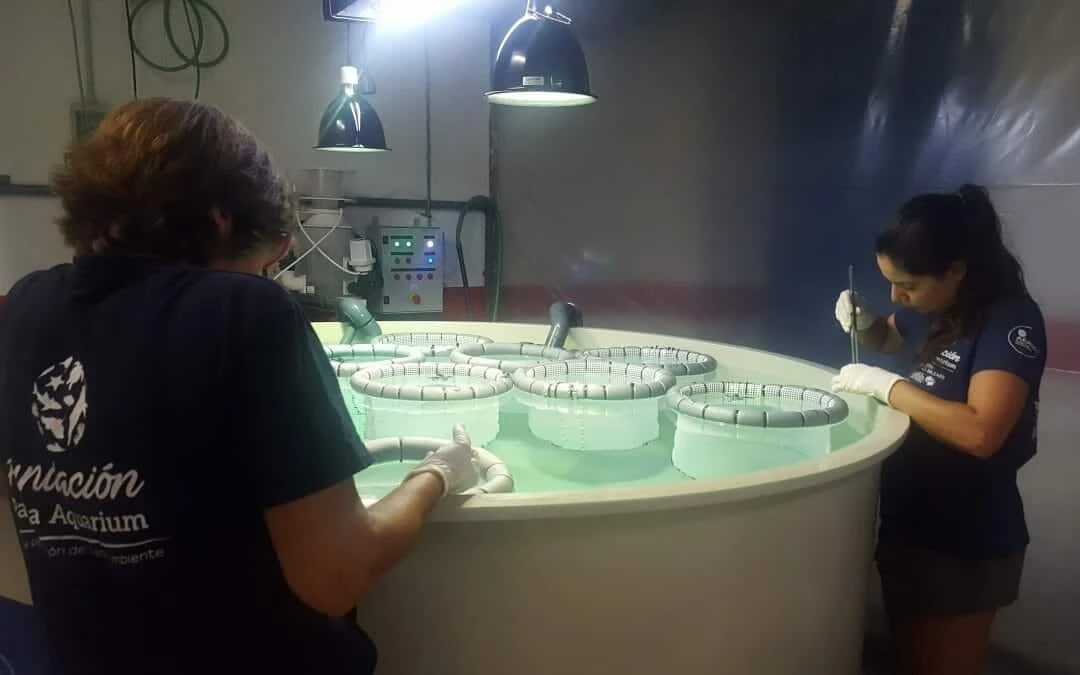 Las tortugas marinas que crecerán en Palma Aquarium durante un año