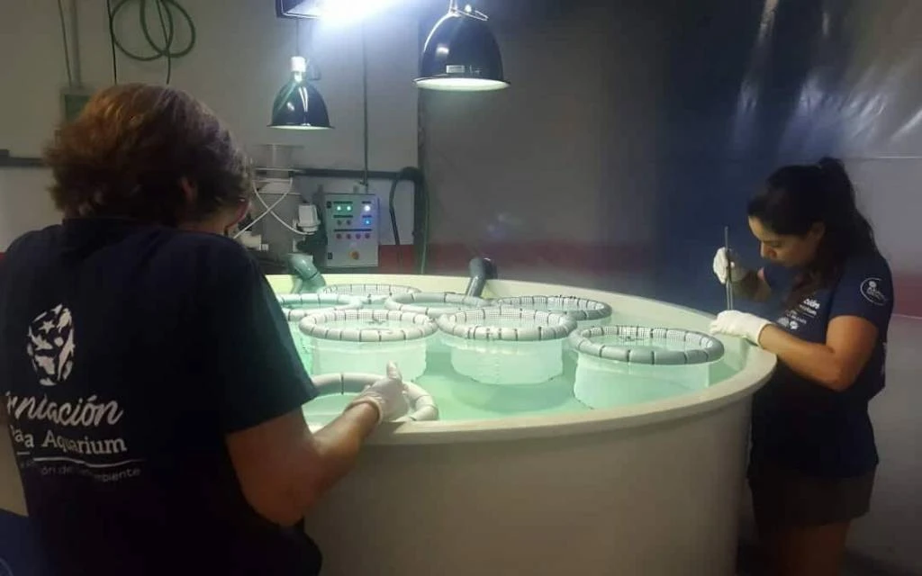 9 de las crías de caretta caretta nacidas en ibiza crecerán en el centro de recuperación de palma aquarium durante un año