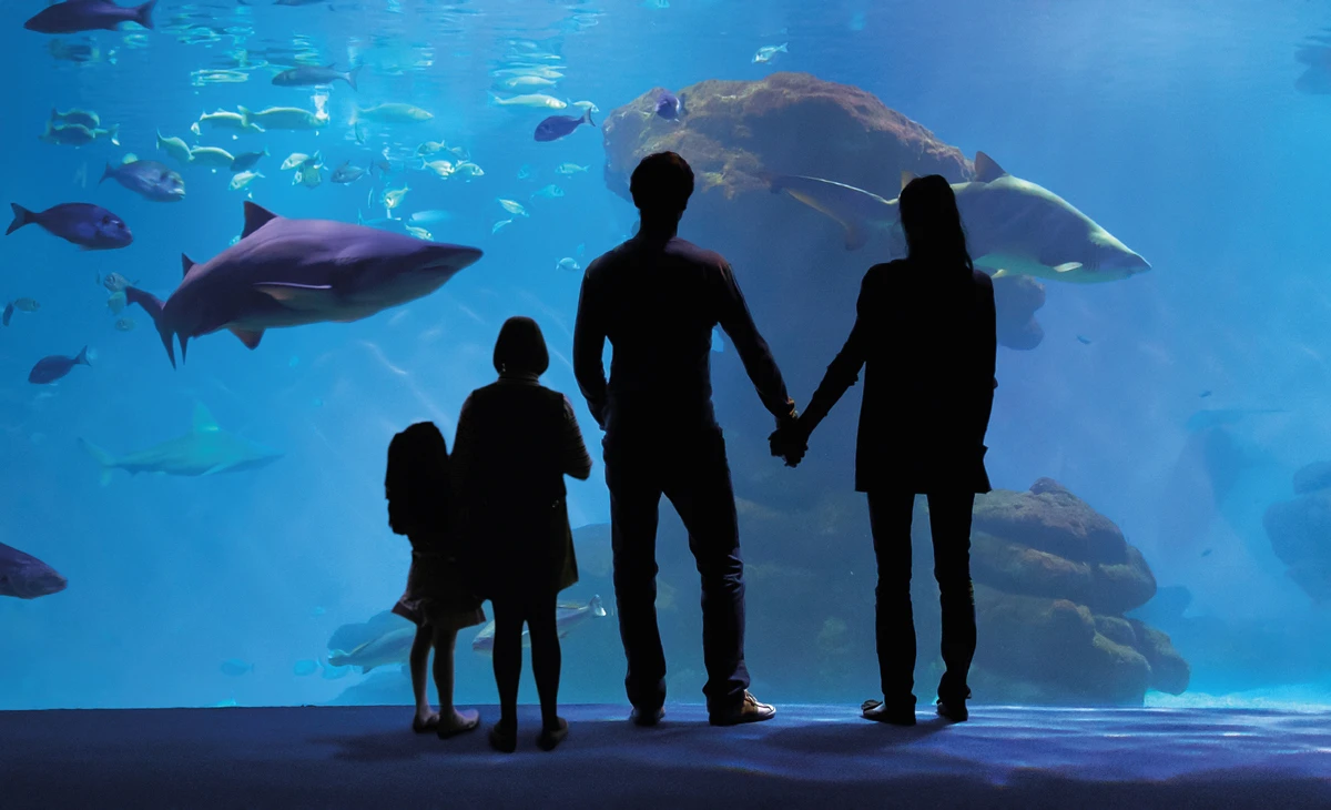 La mejor experiencia para disfrutar en familia