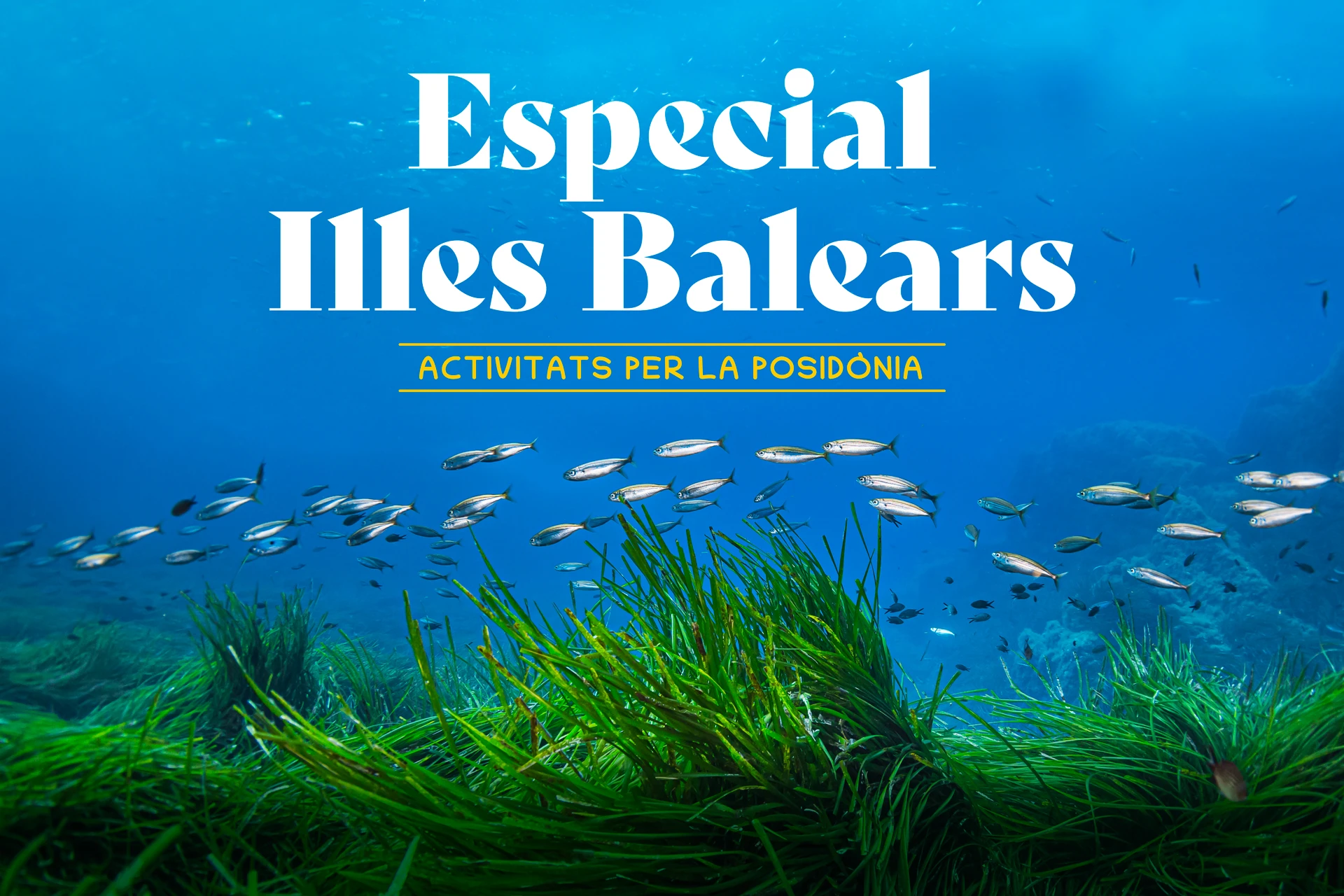 Especial Illes Balears por la Posidonia