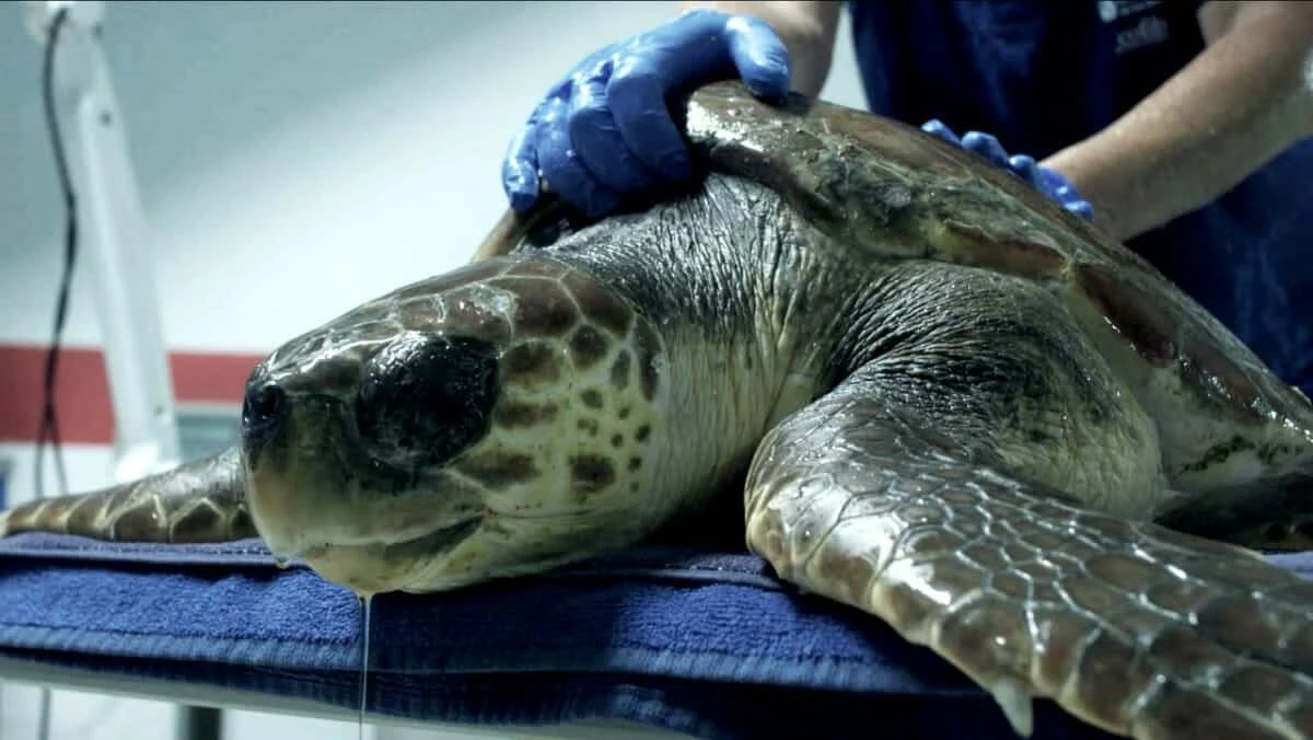 Proyección del film Out of Plastic