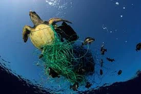 Consejos y buenas prácticas para ayudar a las tortugas marinas