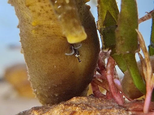 Projecte Cavallets de mar Balears, la iniciativa de la Fundación Palma Aquarium y Banca March