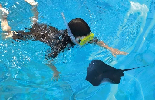 Snorkel avec des raies : une expérience aquatique unique à Majorque