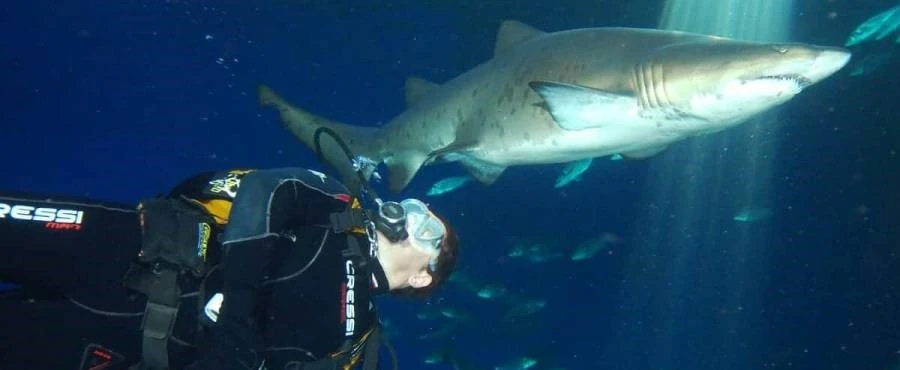3 increíbles actividades con tiburones en Palma Aquarium, ¿te atreves?