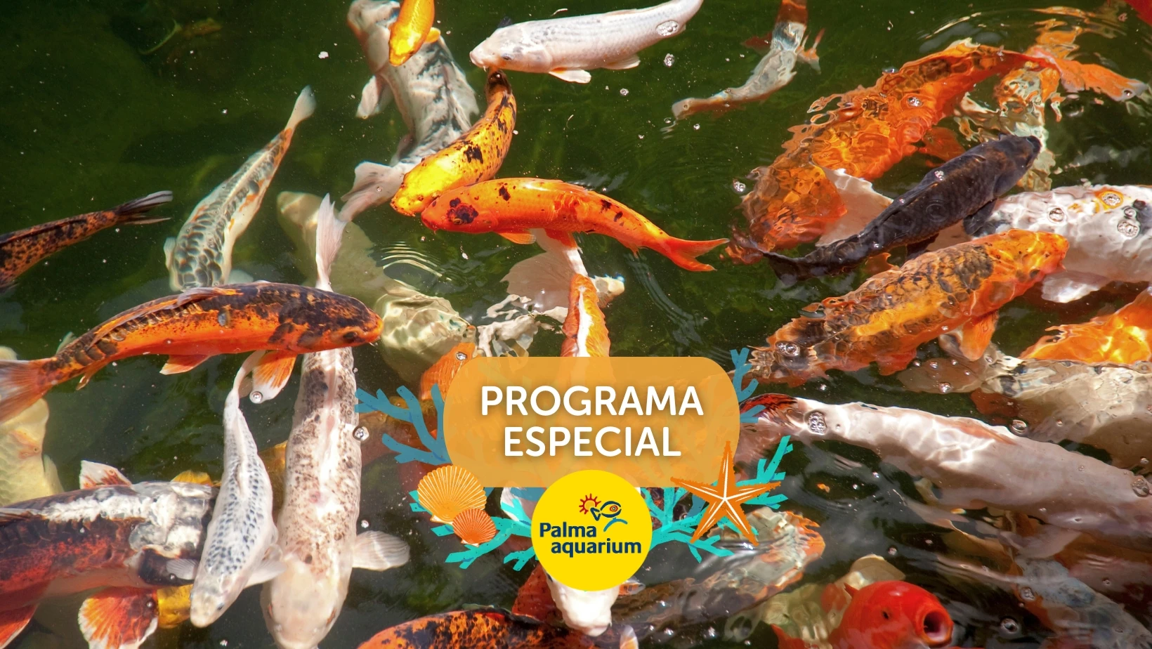 Palma Aquarium’s new special programme: a fascinating and educational adventure