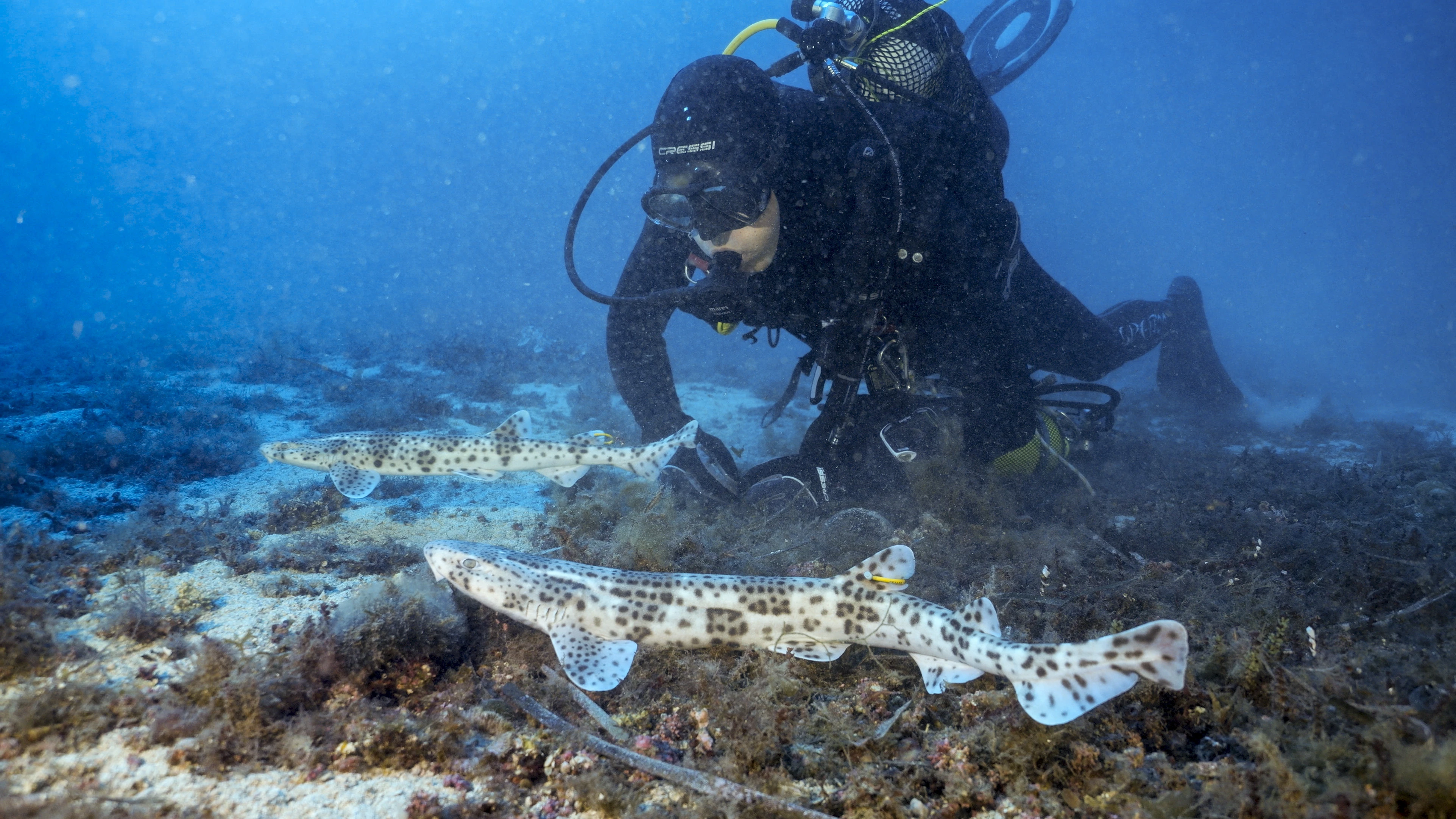 Liberamos 16 tiburones alitanes en el Mediterráneo gracias al proyecto "Petits Taurons - Acció Stellaris"