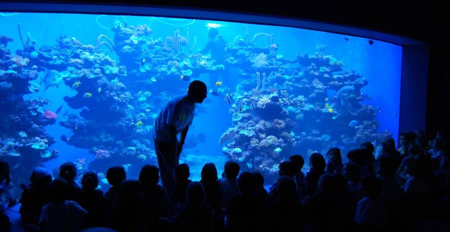 Palma Aquarium presenta su emocionante Programa Educativo para el Curso 2023-2024: ¡Únete a proteger el mundo marino!