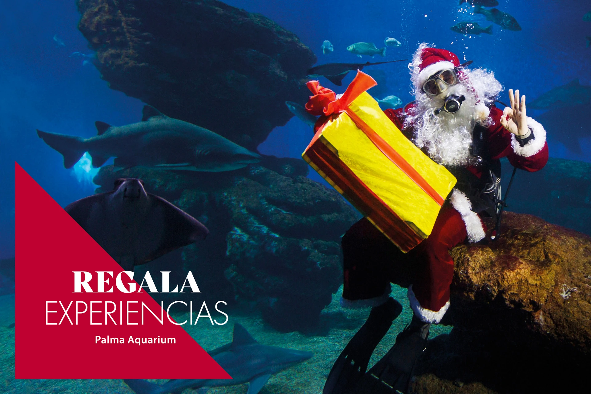 Regals originals per aquest Nadal al Palma Aquarium