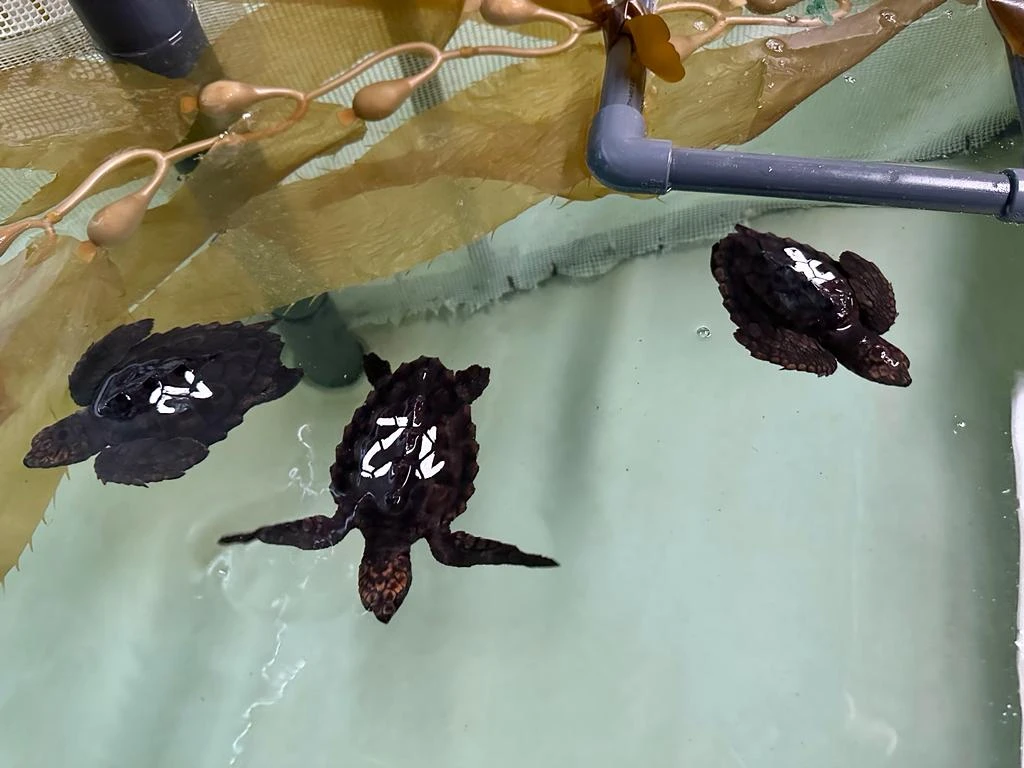 La Fundación Palma Aquarium cuida tortugas marinas neonatas con el Programa Head-Starting