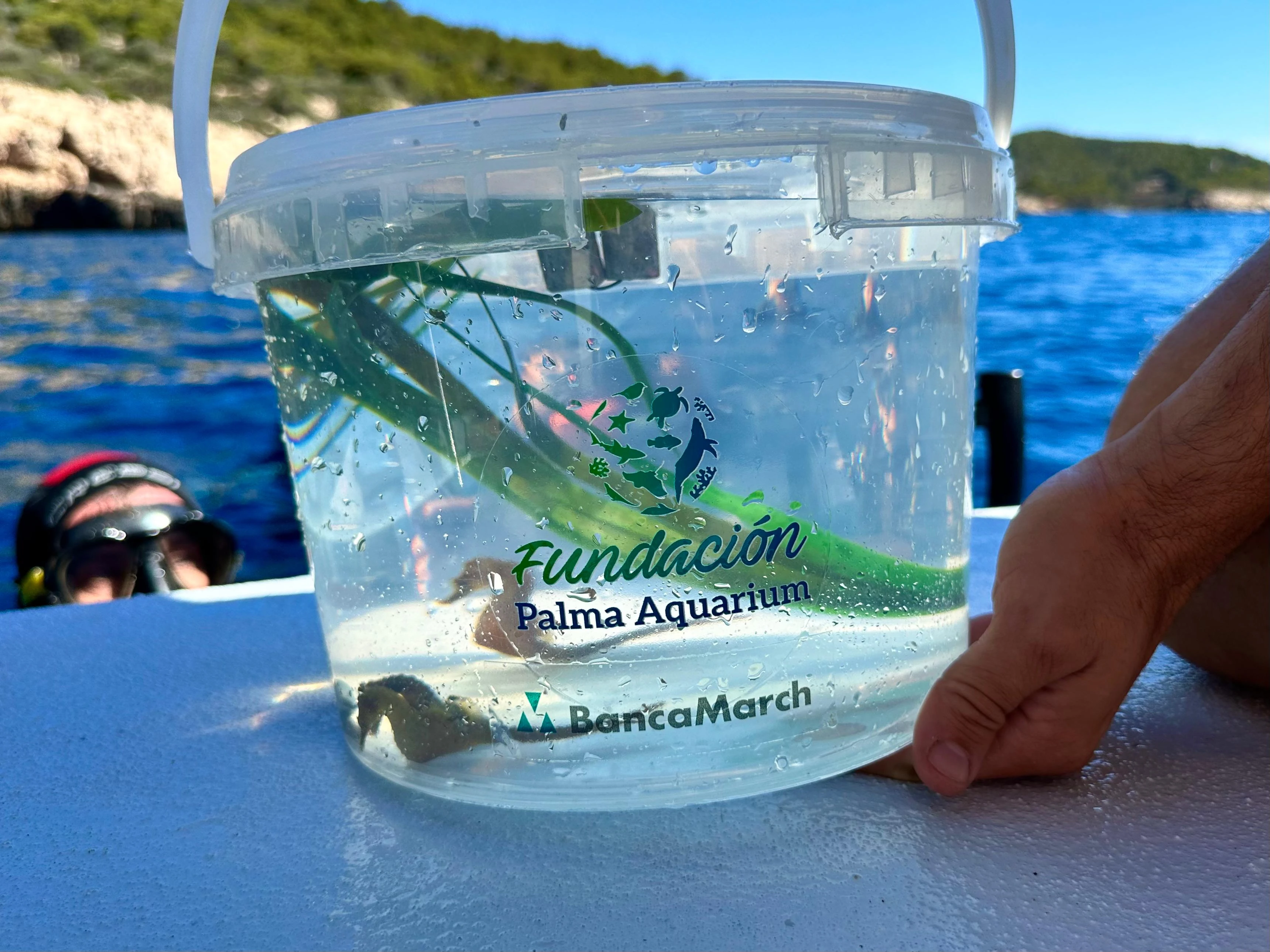Erste öffentliche Auswilderung von Seepferdchen im Meer der Balearen