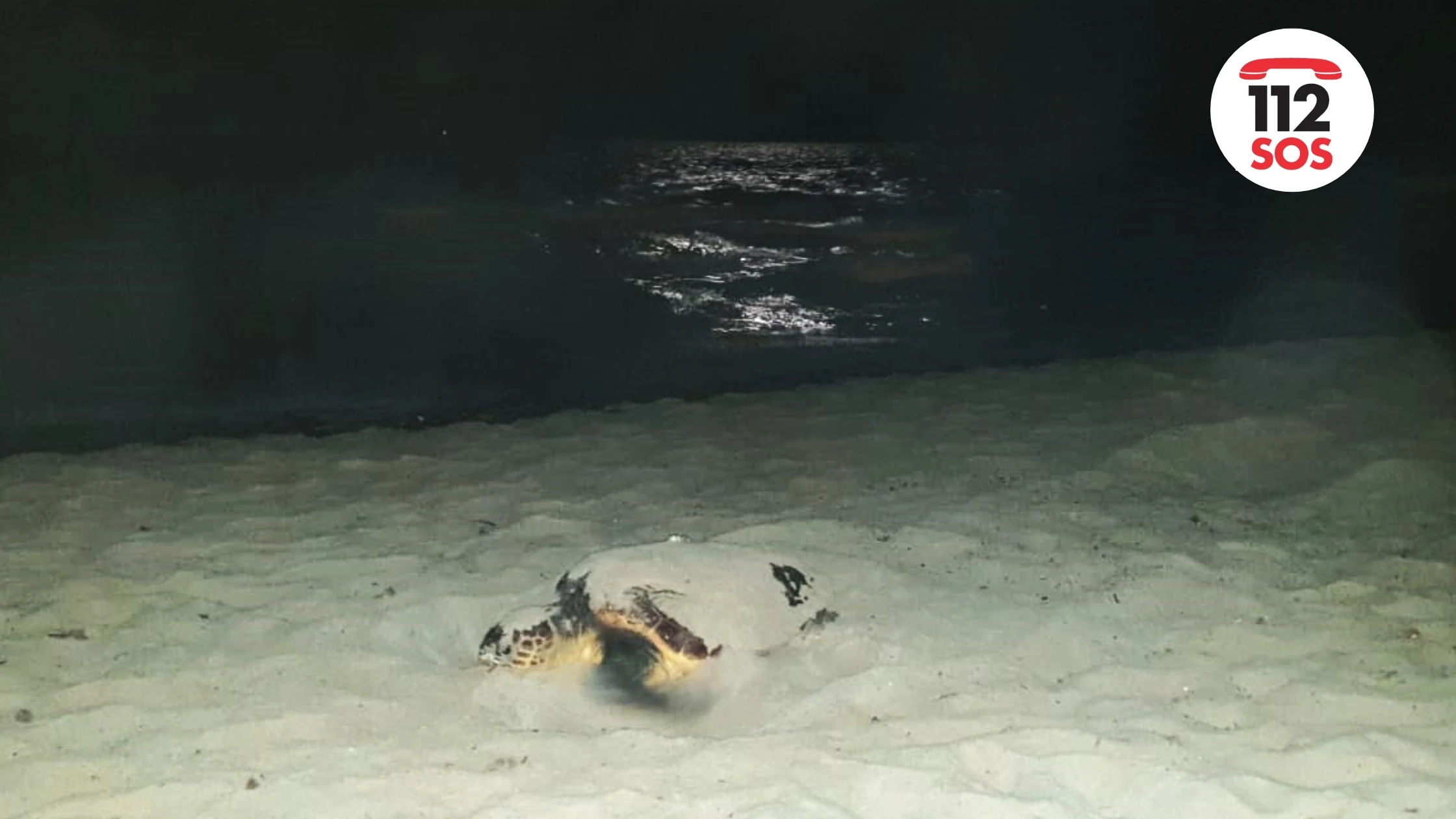 Was tun, wenn man nachts am Strand eine Meeresschildkröte findet