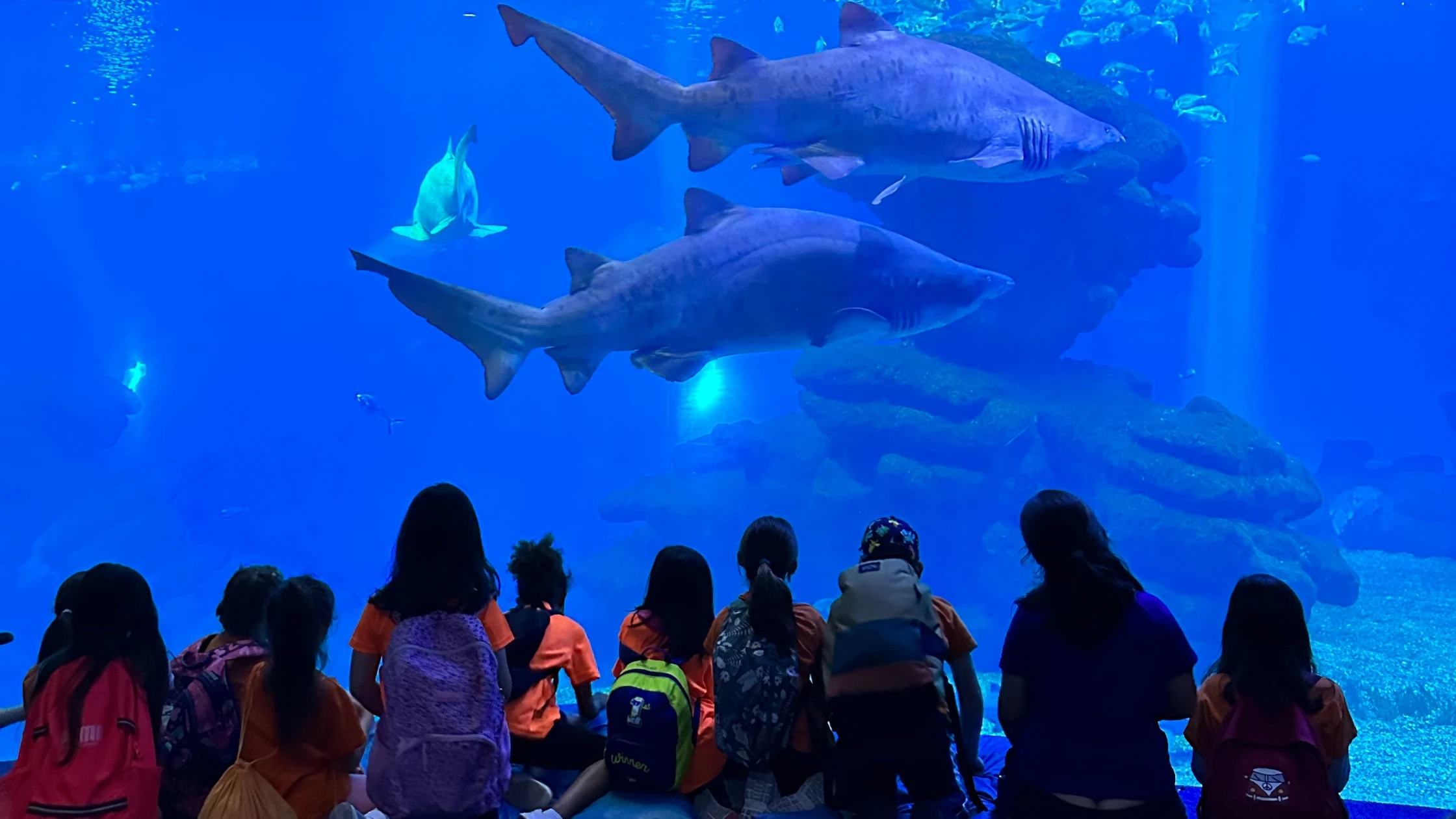 Palma Aquarium’s new educational programme for all ages