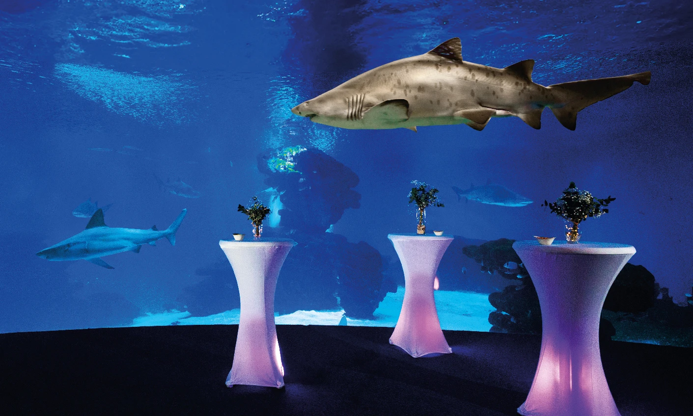 Des événements MICE uniques à Palma Aquarium