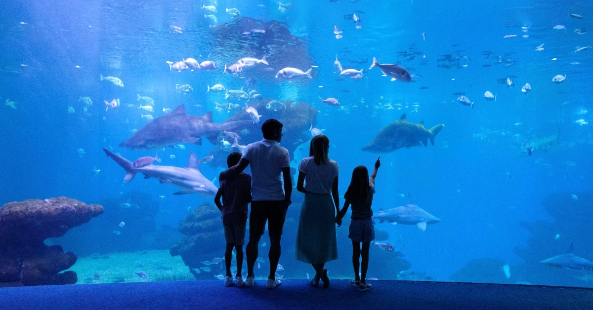 Offrez l’Ocean Pass : la carte annuelle vers l’aventure marine
