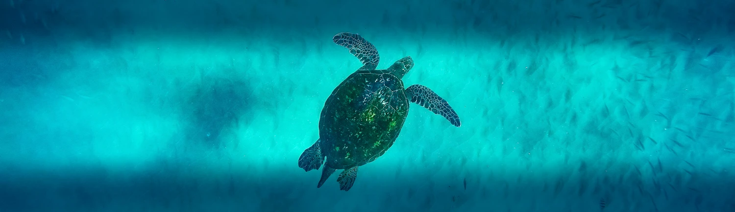 Wohltätigkeitsveranstaltung für die Stiftung Palma Aquarium