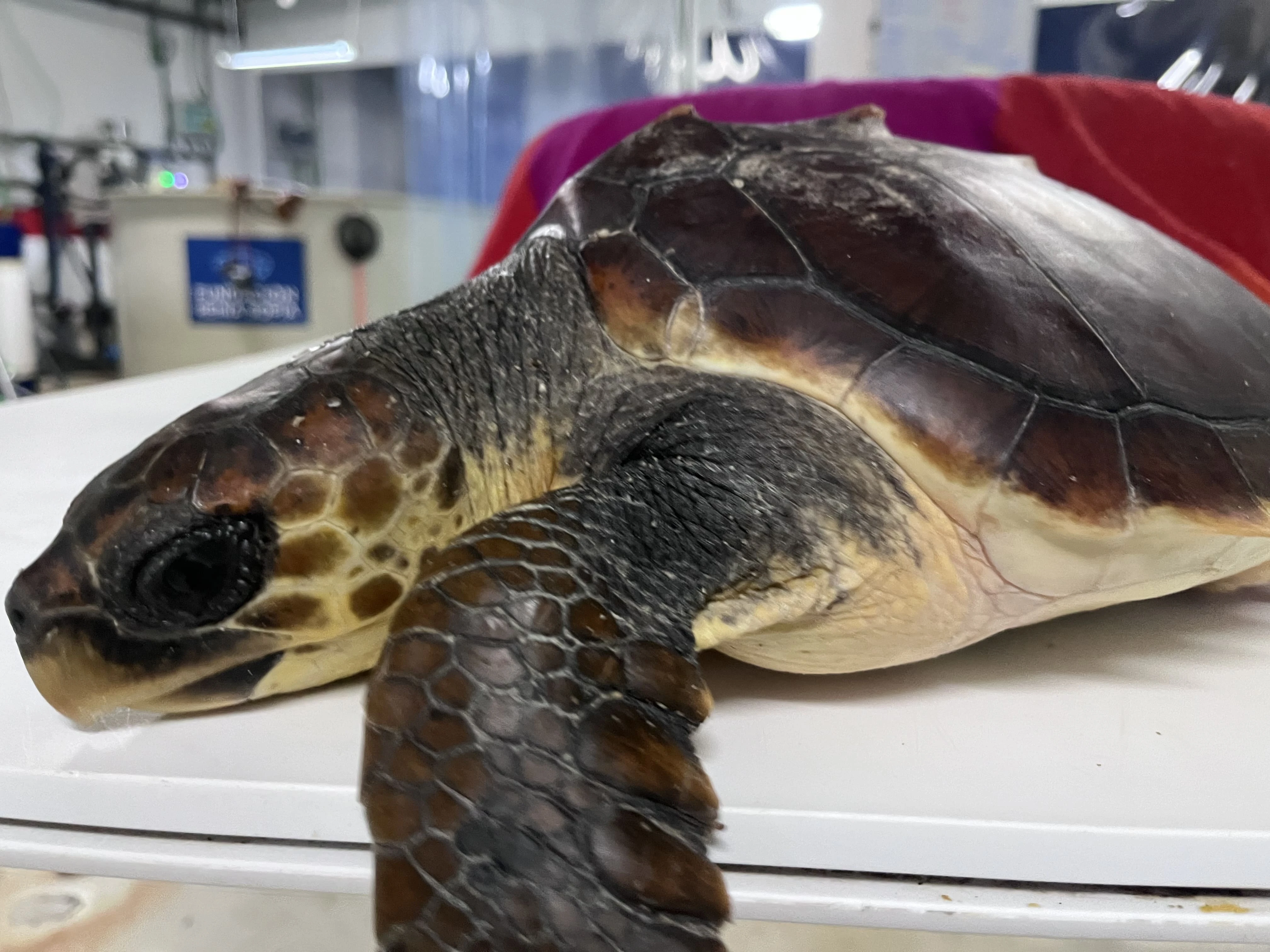 Conservación e Investigación