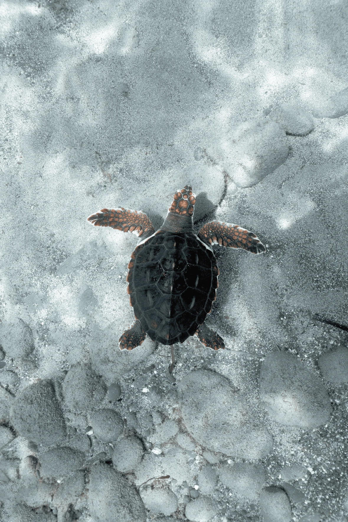 Head starting
