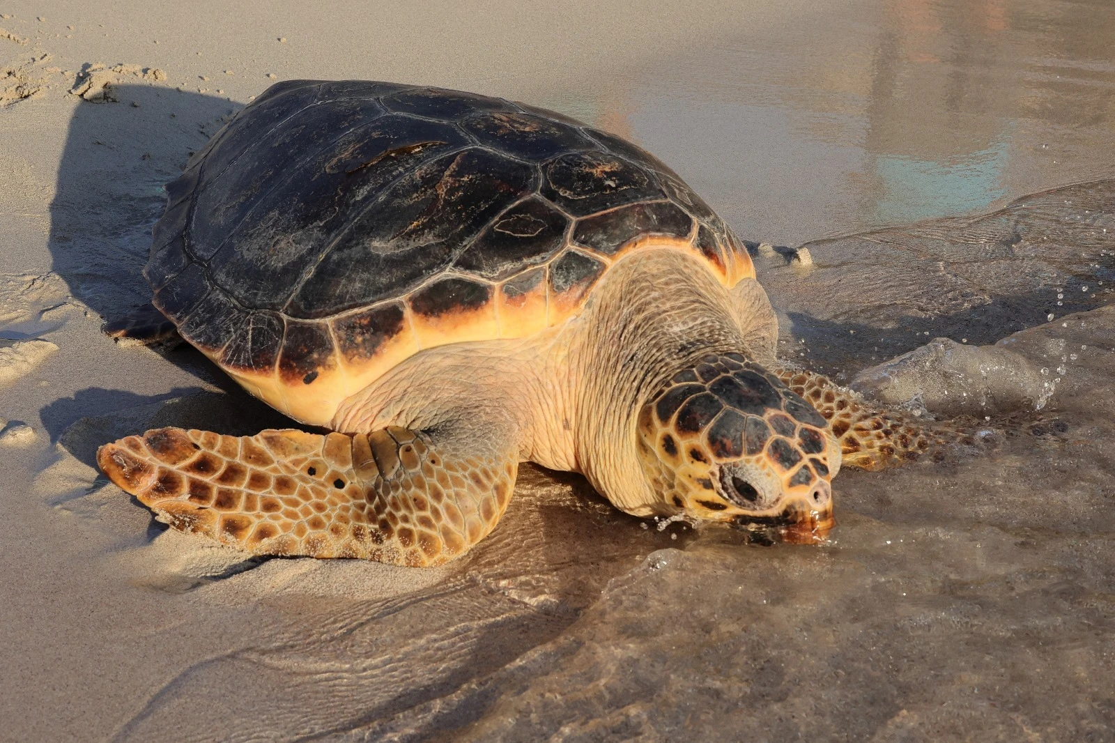 Asistencia a los varamientos de fauna marina que se producen en Baleares