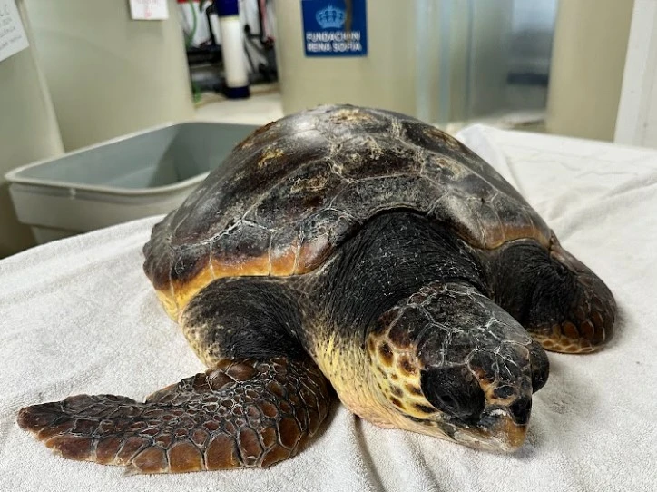 Nuestro compromiso con las tortugas marinas