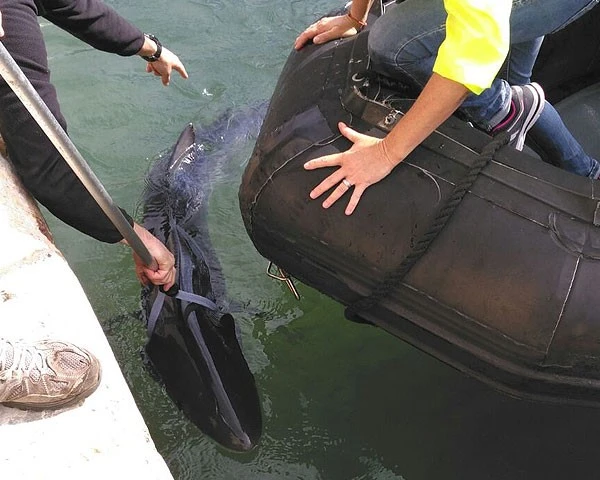 Asistencia en los varamientos de tiburones