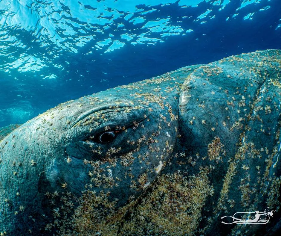 El rescate de cetáceos: una labor vital para la conservación marina