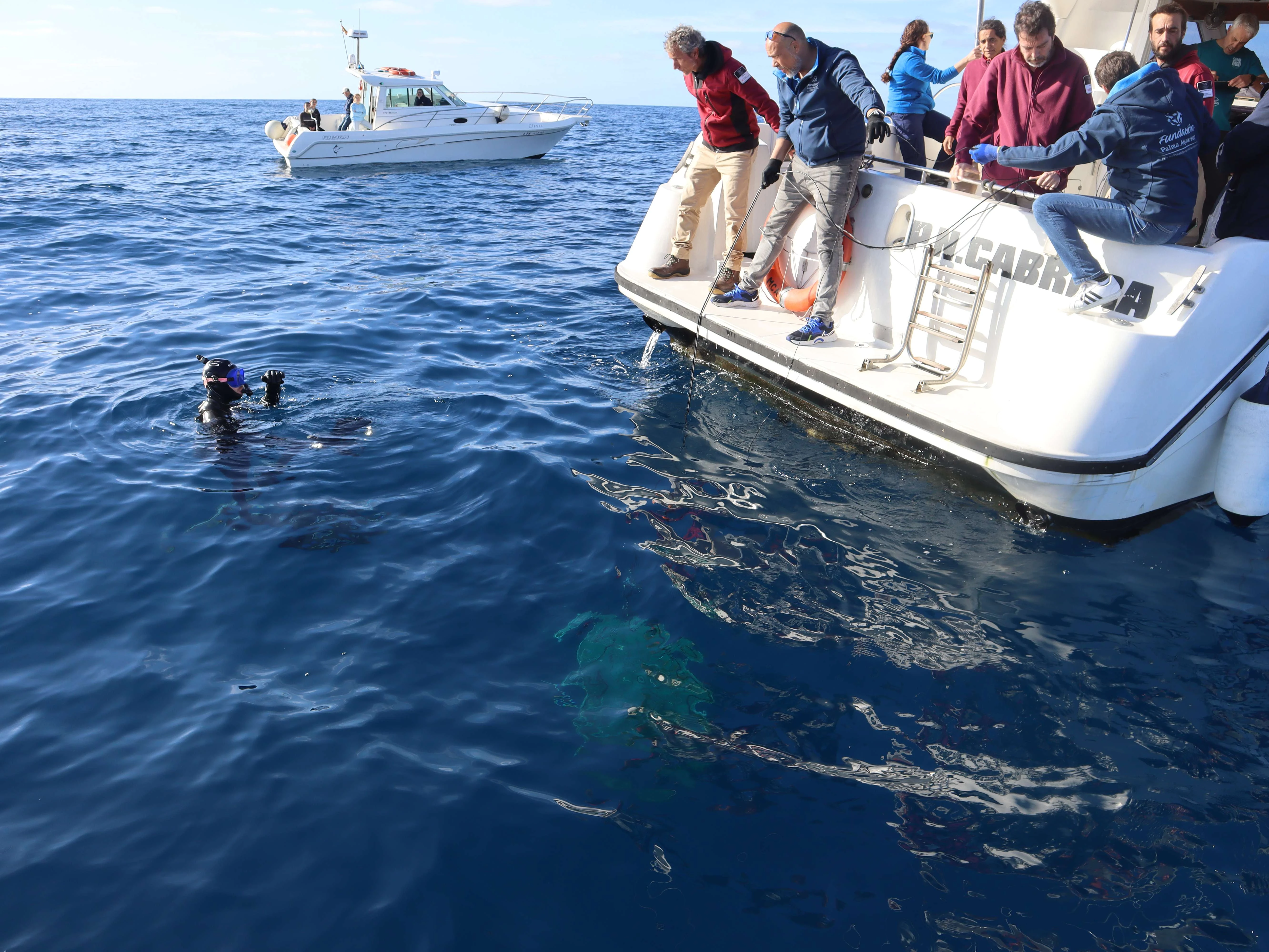 Salvando al tiburón alitán en el Mediterráneo