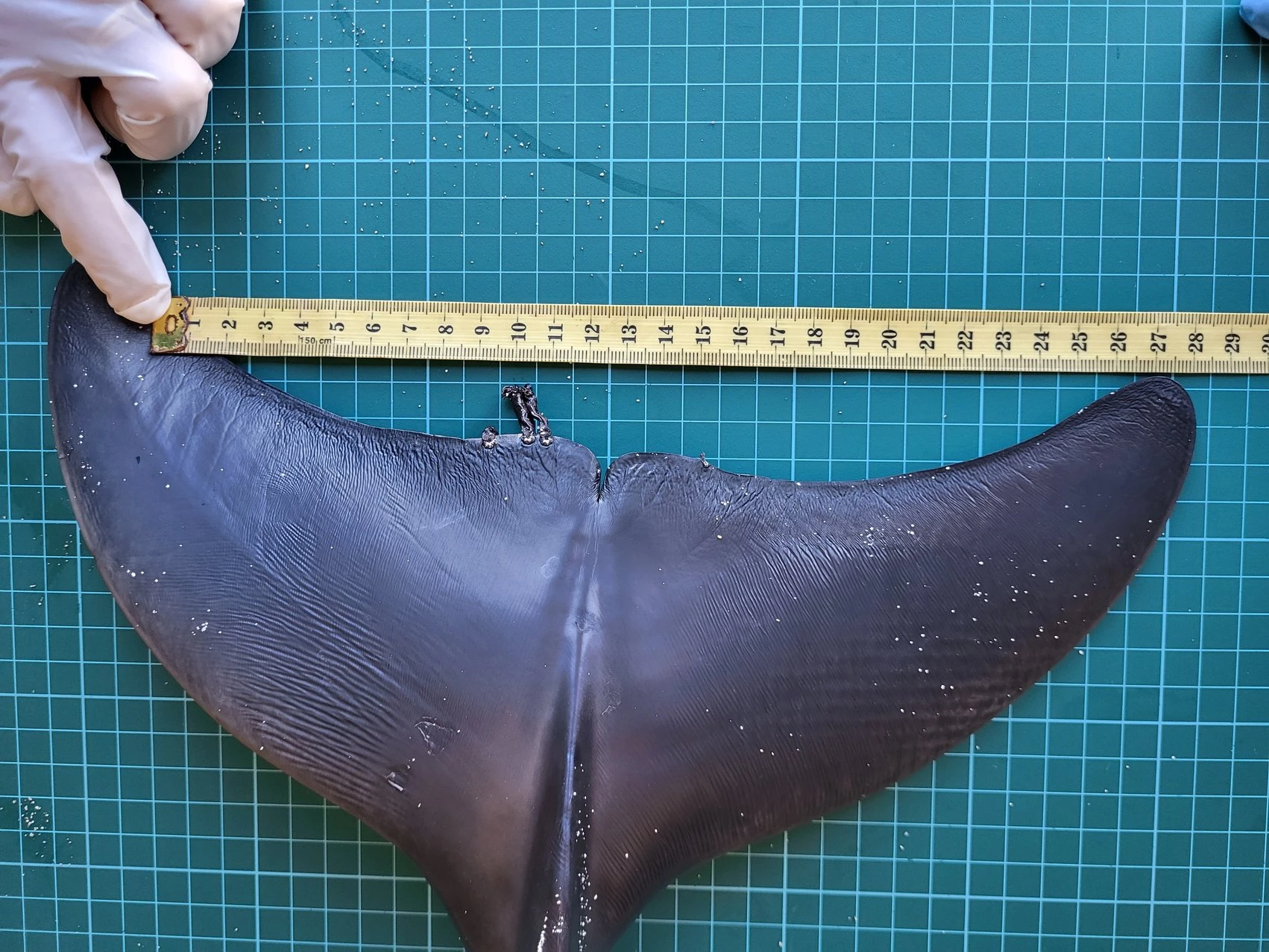 Aportación de muestras para la investigación