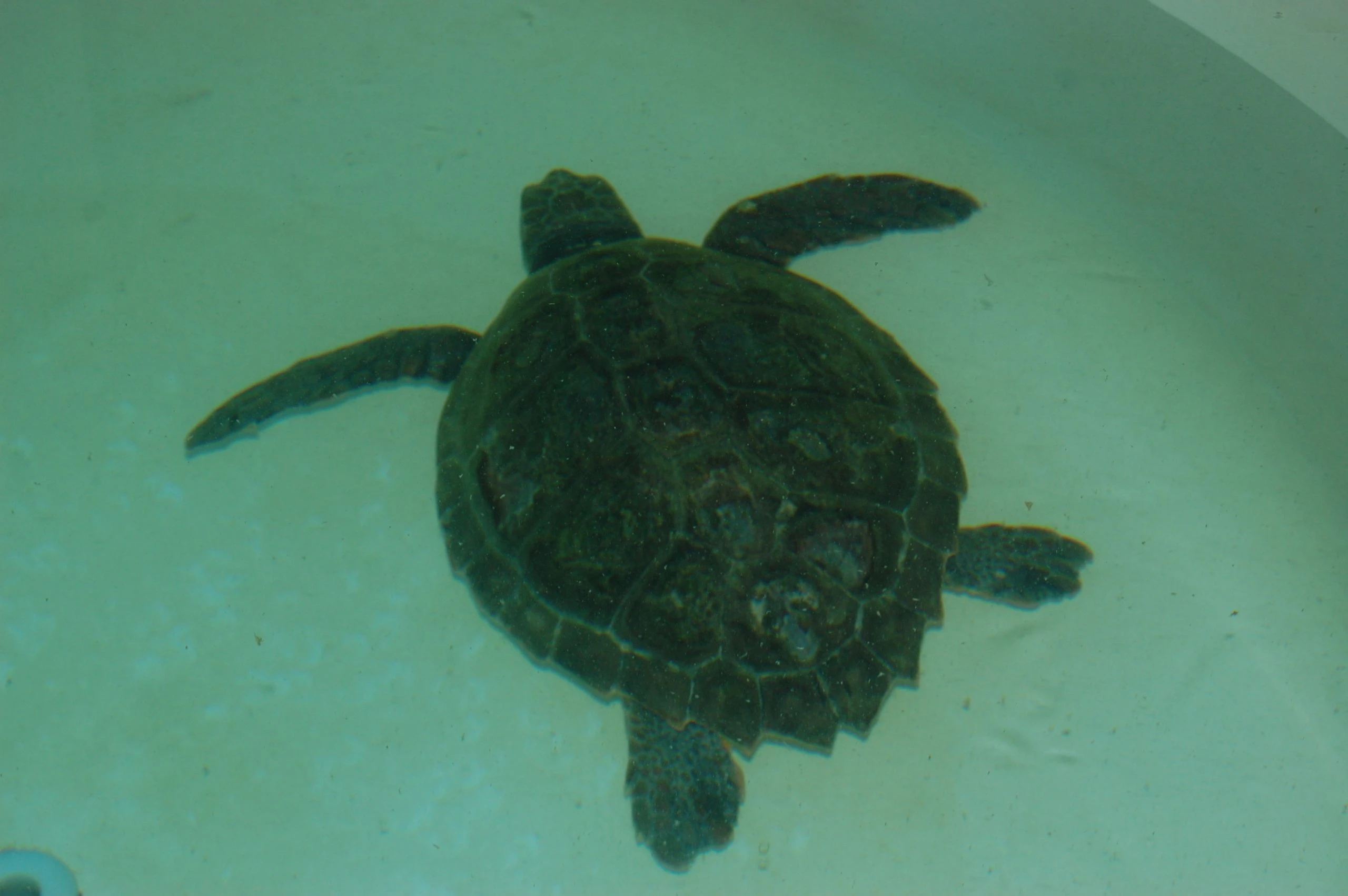 Encontraba enredado en restos de rafia, cabos y plástico