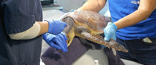 Marcadores Bioquímicos