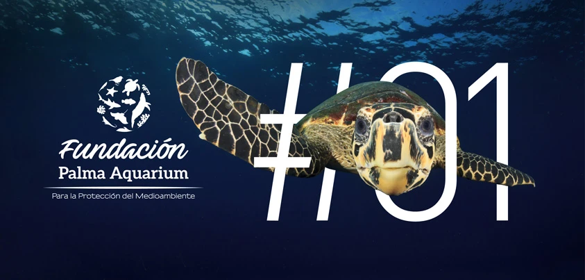 CONSEJOS Y BUENAS PRÁCTICAS PARA AYUDAR A LAS TORTUGAS MARINAS