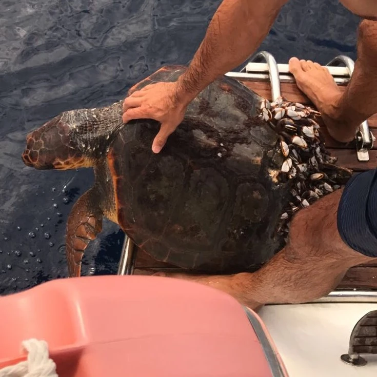 La tortuga "Kalos", una jornada de rescate inesperada