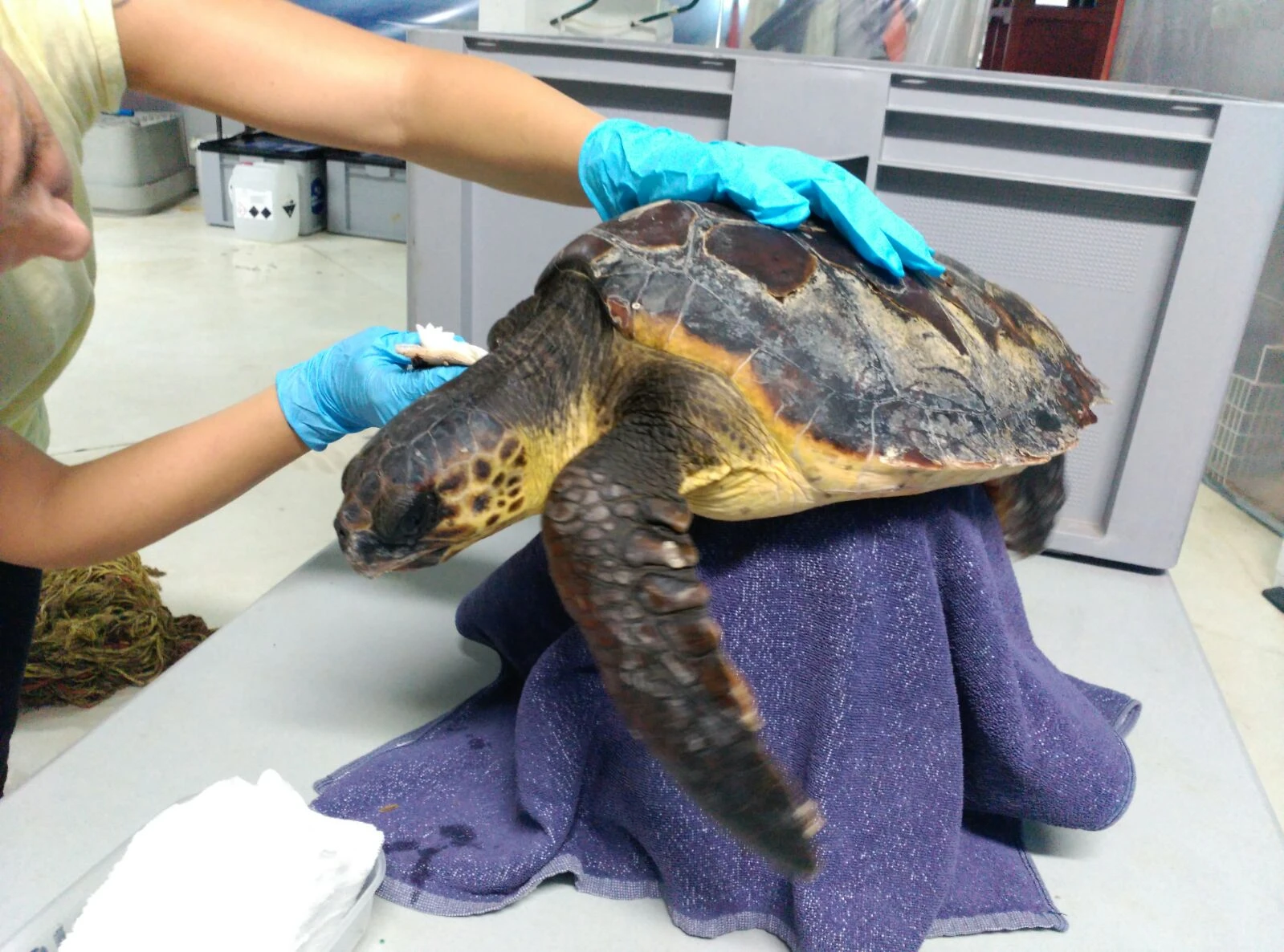 El "Trébol" de la suerte llega a nuestro centro de recuperación