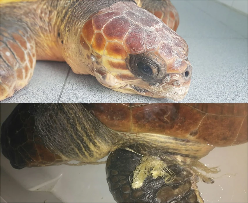 "KUMA" y "TANO" aumentan a seis el número de tortugas en recuperación actualmente en Palma Aquarium