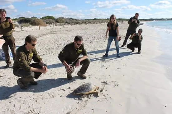 Lili y Trébol han podido regresar al mar