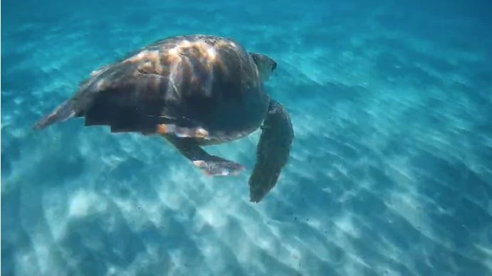 Así fue el regreso de Lili al mar
