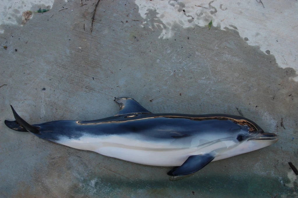 El Equipo de Rescate ha atendido cuatro varamientos de delfines en Mallorca